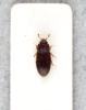 Biphyllus frater